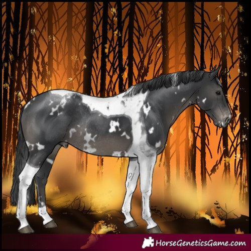 Horse Color:White Spotted Black Tobiano Varnish Rabicano 