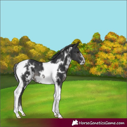 Horse Color:White Spotted Black Tobiano Frame Rabicano 