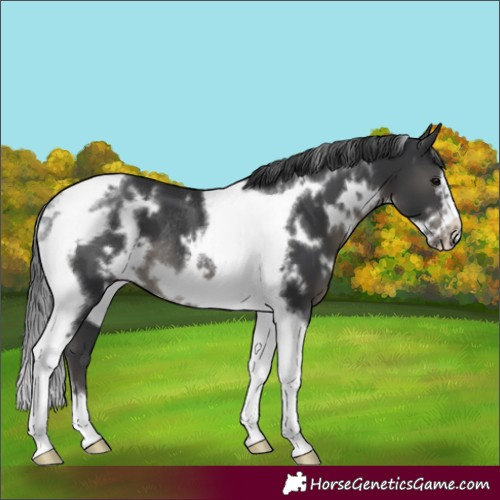 Horse Color:White Spotted Black Tobiano Frame Rabicano 