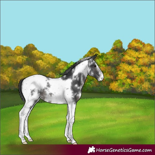 Horse Color:White Spotted Black Splash Tobiano Frame Rabicano 