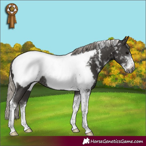 Horse Color:Gray Silver Black Sabino Tobiano Appaloosa Rabicano 