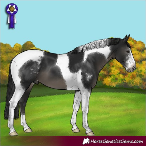 Horse Color:Gray Black Sabino Tobiano Appaloosa 