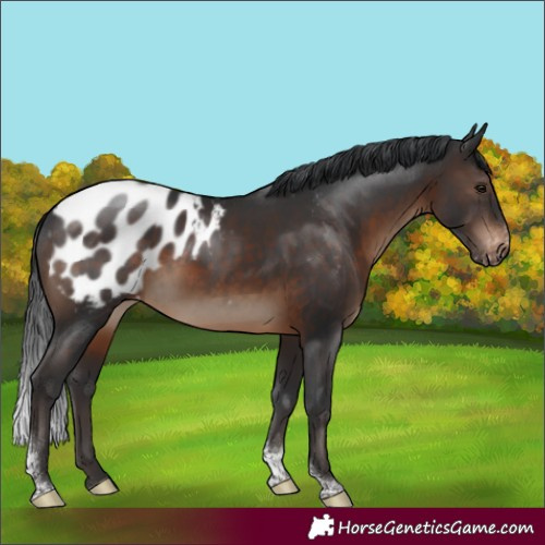 Horse Color:Brown Tobiano Appaloosa Rabicano