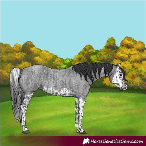 Horse Color:Blue Roan  and Blue Roan Splash 