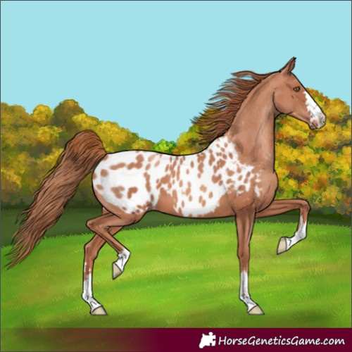 Horse Color:Unknown 