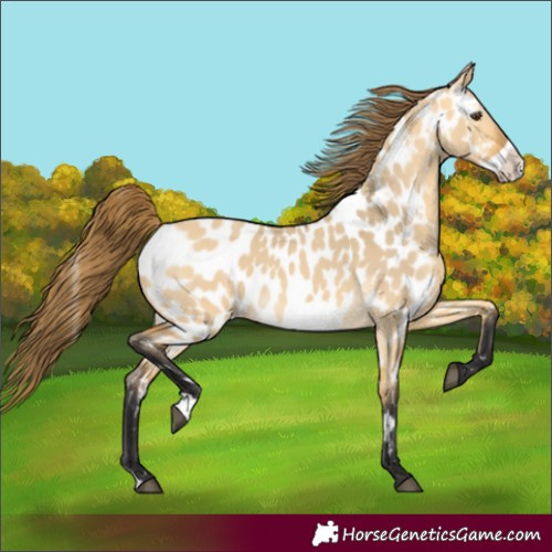 Horse Color:Buckskin Dun Frame Appaloosa