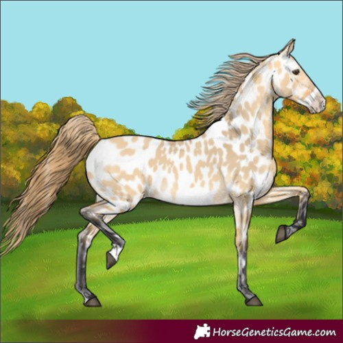 Horse Color:Buckskin Dun Frame Near Leopard