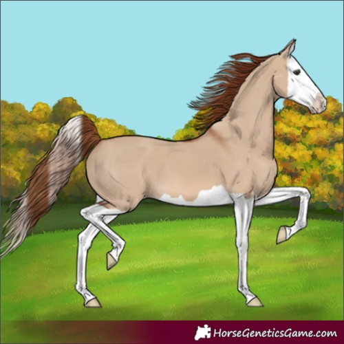 Horse Color:Unknown 