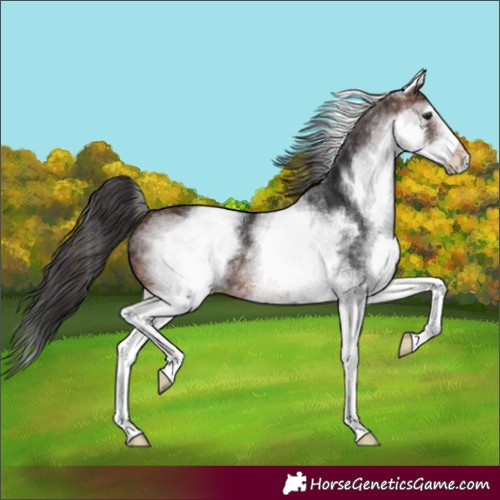 Horse Color:White Spotted Brown 