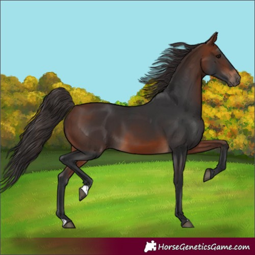 Horse Color:Unknown 