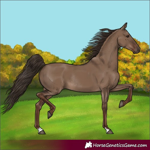 Horse Color:Liver Red Dun Rabicano 