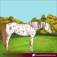 Horse Color:Chestnut Appaloosa 