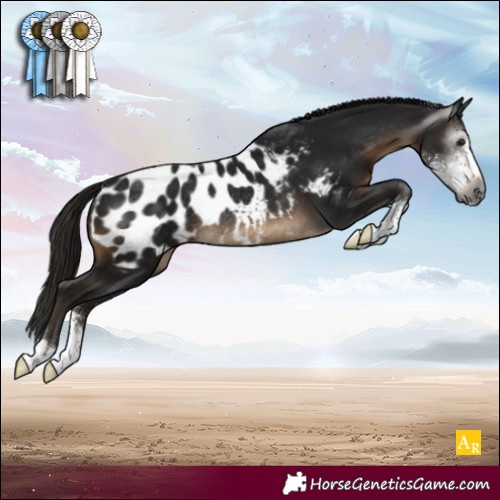 Horse Color:Gray Brown Sabino Blanket Rabicano 