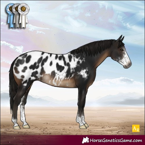 Horse Color:Gray Brown Sabino Appaloosa Rabicano 