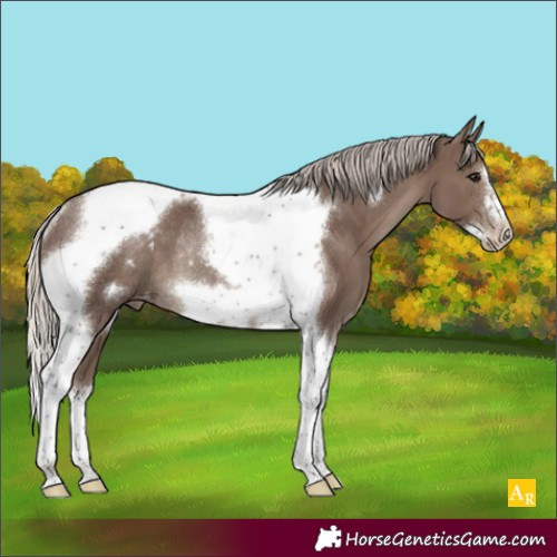 Horse Color:Silver Black Tobiano Frame Appaloosa Rabicano 
