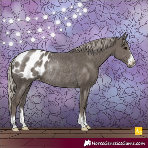 Horse Color:Silver Black Appaloosa Rabicano 
