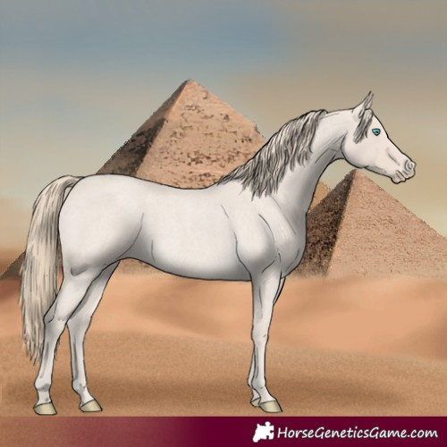 Horse Color:Smoky Creme Roan 