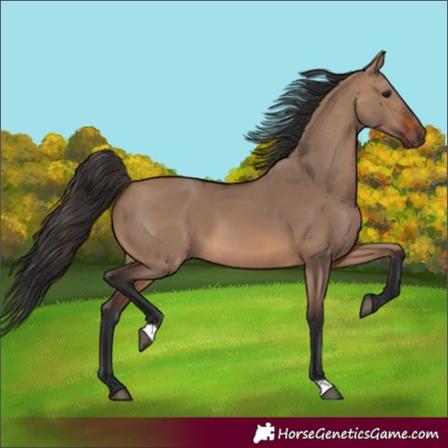 Horse Color:Brown Dun