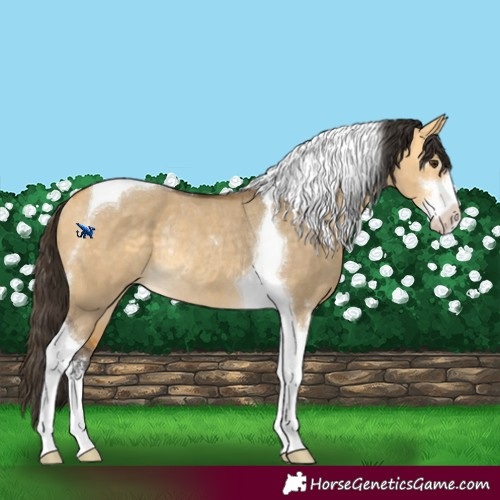 Horse Color:Buckskin Dun Sabino Tobiano Rabicano