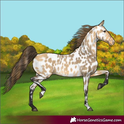 Horse Color:Buckskin Dun Appaloosa 