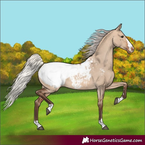 Horse Color:Unknown 