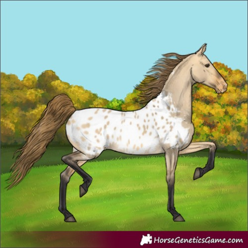 Horse Color:Buckskin Dun Appaloosa 