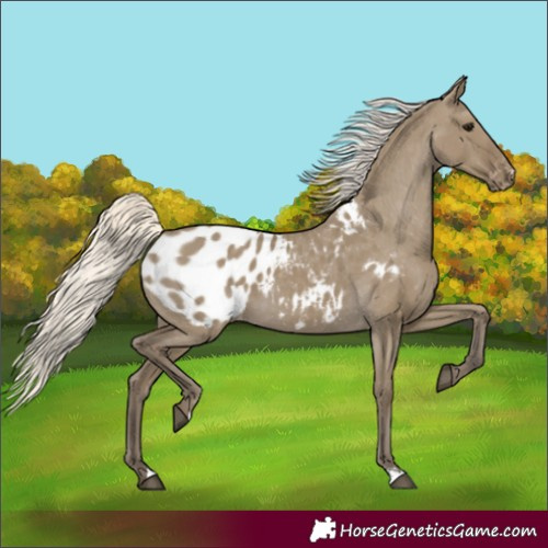 Horse Color:Silver Smoky Grullo Appaloosa 