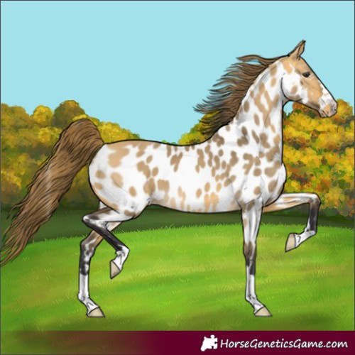 Horse Color:Unknown 