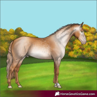 Horse Color:Gray Gold Champagne
