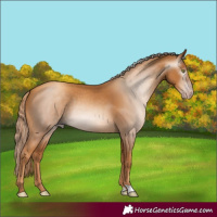 Horse Color:Gray Gold Champagne