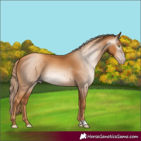 Horse Color:Gray Gold Champagne 