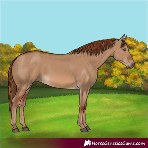 Horse Color:Red Dun 