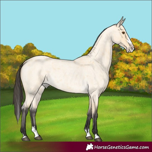 Horse Color:Buckskin Roan Dun Splash 