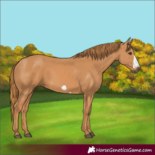 Horse Color:Chestnut Frame