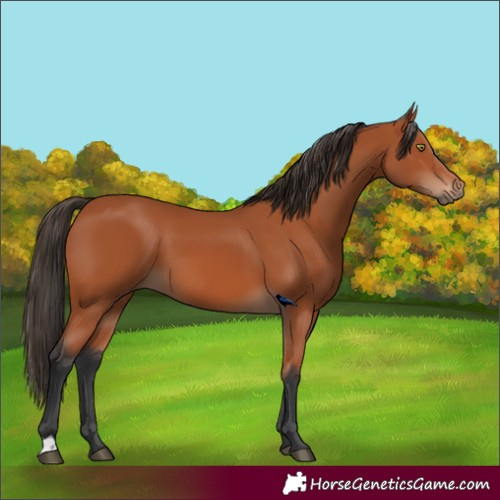 Horse Color:Bay 