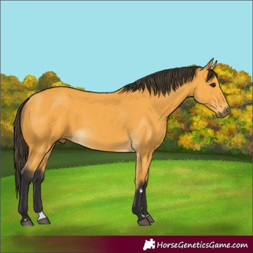 Horse Color:Buckskin 