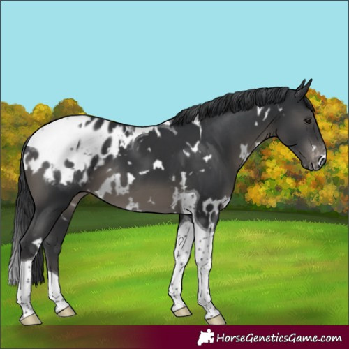 Horse Color:White Spotted Black Tobiano Appaloosa 