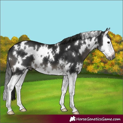Horse Color:Gray White Spotted Black Sabino Splash Appaloosa 