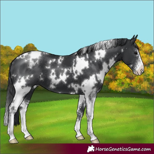 Horse Color:White Spotted Black Sabino 
