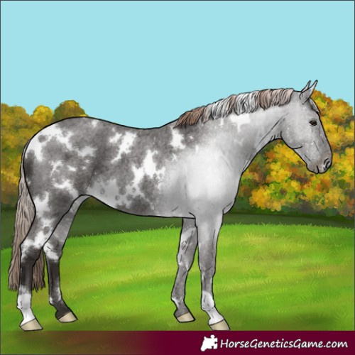 Horse Color:White Spotted Liver Red Roan 
