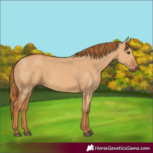 Horse Color:Red Dun 