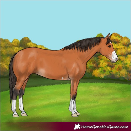 Horse Color:Bay 