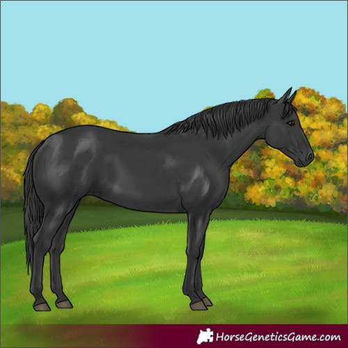 Horse Color:Black 