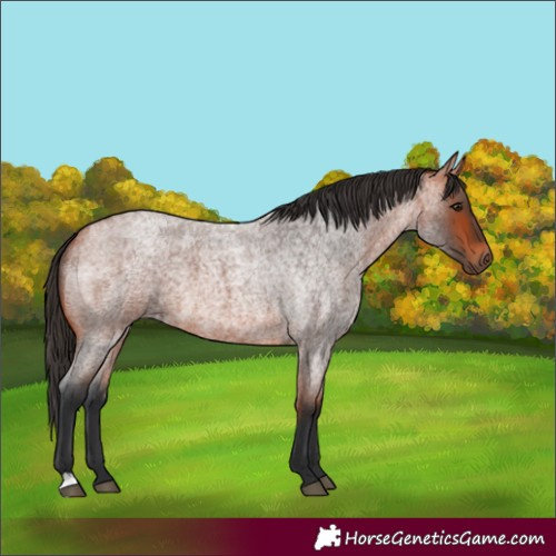 Horse Color:Bay Roan 