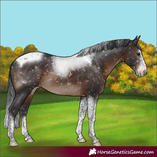 Horse Color:Brown Sabino Tobiano Appaloosa Rabicano 