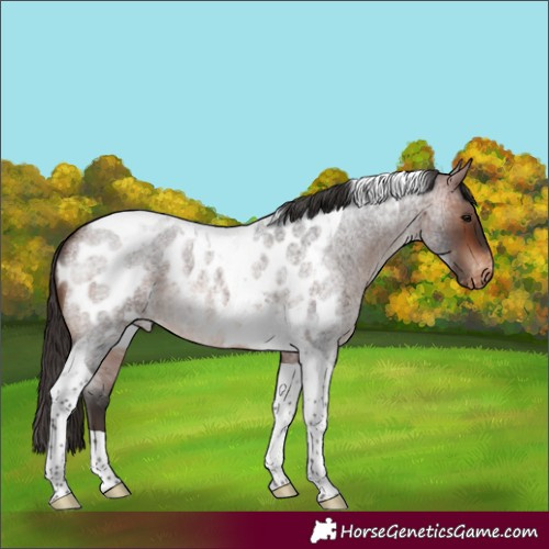 Horse Color:Bay Roan Tobiano Appaloosa 