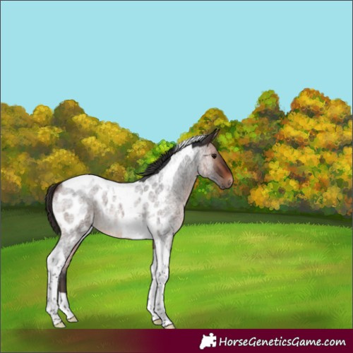 Horse Color:Bay Roan Tobiano Appaloosa 