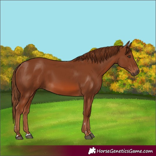 Horse Color:Chestnut 