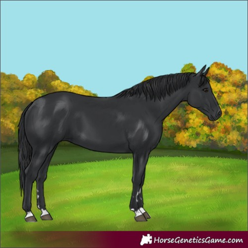 Horse Color:Black 