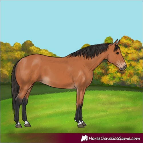 Horse Color:Bay 